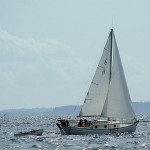 Finch in Bellingham Bay