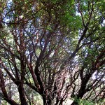 Arbutus Menziesii