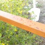 Water beading on oiled and sealed boomkin
